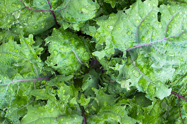 The Complete Vitamin Profile of Kale