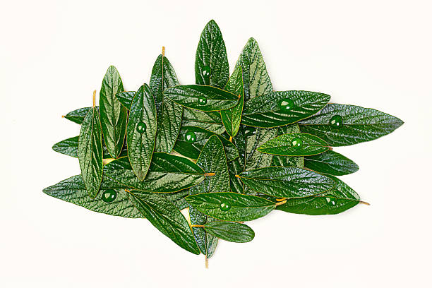 The Astonishing Connection Between Greens and Collagen Production