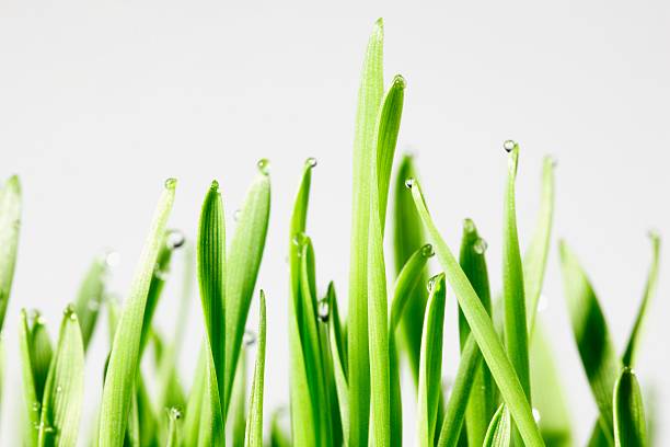 The Power of Wheatgrass: Why This Green Shoot Deserves a Spot in Your Daily Routine