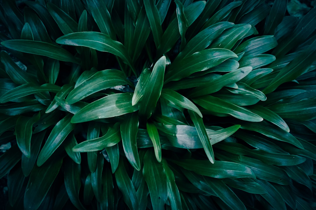 The Truth About Alkaline Greens and Your Body’s pH Balance