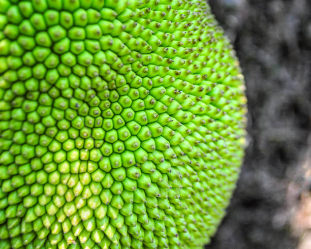 The Jackfruit Phenomenon for Texture