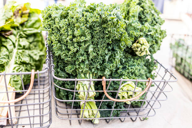 Comparing Dinosaur Kale to Curly Kale